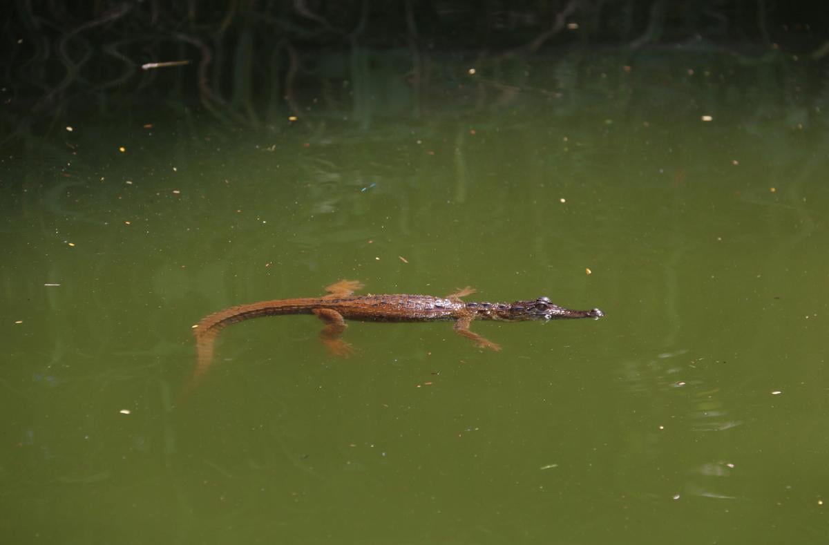 Australia, ritrovato il corpo di un pescatore dentro un coccodrillo