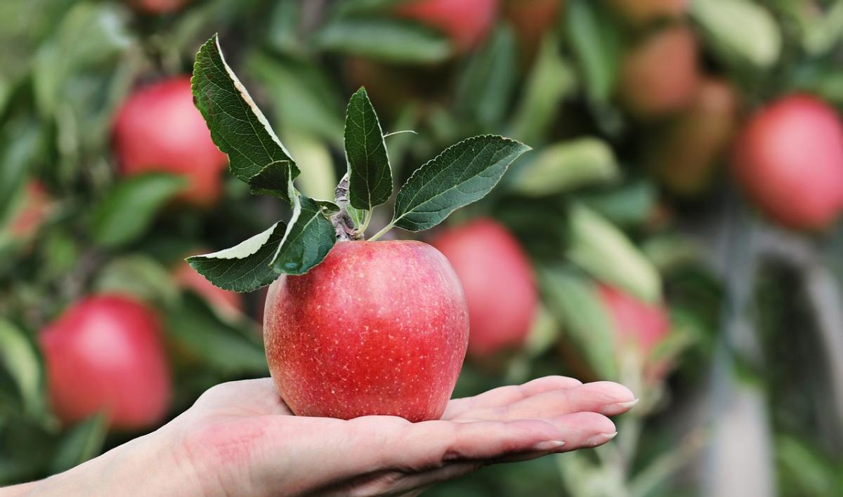 Mangiare una mela, qual è il momento migliore? Consigli, consumo e …