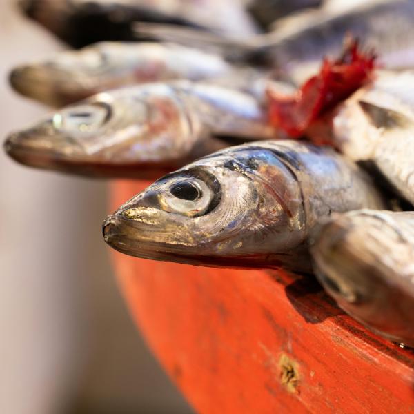 Pesce cavallo, le ricette da scoprire