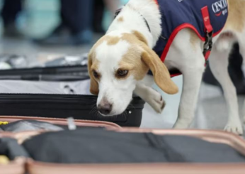 Olimpiadi Parigi 2024, timore per l’arrivo delle cimici da letto in Corea del Sud: l’aeroporto di Seul usa un cane per individuare i parassiti | VIDEO