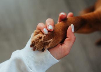 Uno studio rivela che i cani ascoltano le donne meglio degli uomini