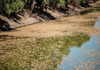 Australia, milioni di pesci morti a causa della mancanza d’ossigeno