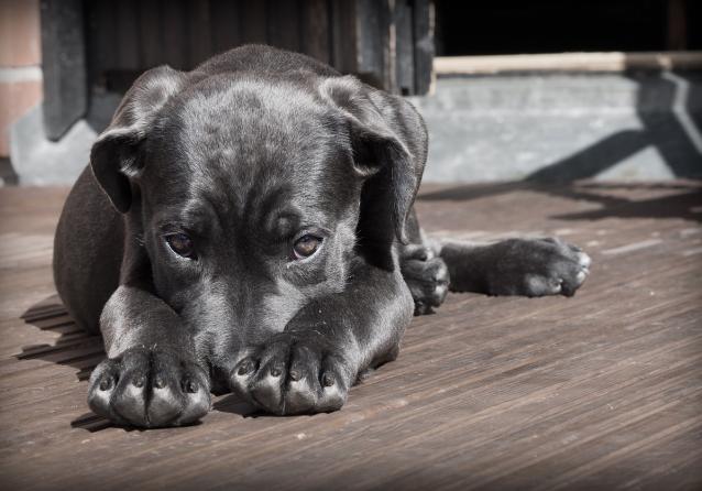 chi è l'uomo decapitato cane roma