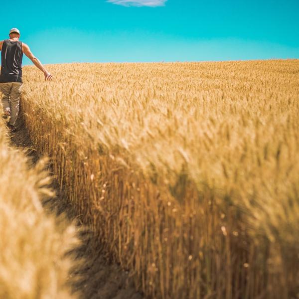 La Giornata mondiale della sicurezza alimentare 2023. La sfida globale