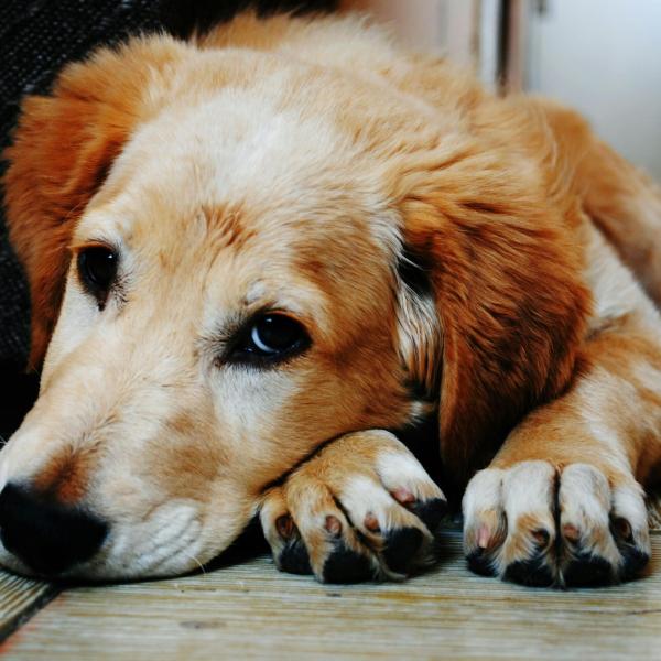 Come si manifesta la depressione nel cane? Cause e cura