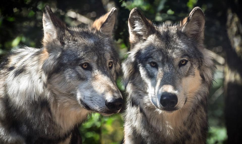 Valle d’Aosta, lupi nel Parc Animalier di Introd. Legambiente: “Contrari a zoo camuffati da risorsa per il territorio”