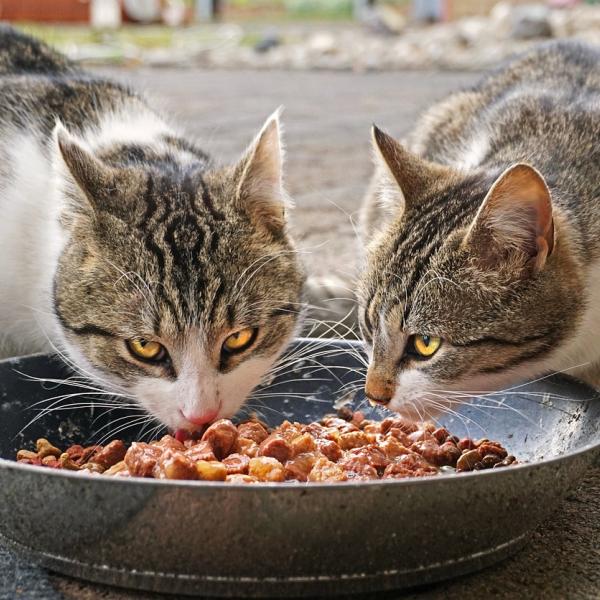 Quanto cibo umido deve mangiare un gatto? I consigli per una corretta alimentazione