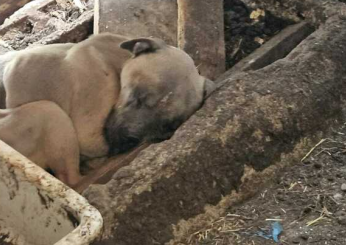 Puglia, cani pelle e ossa in un recinto e uno già morto: orrore in un terreno a Tricase