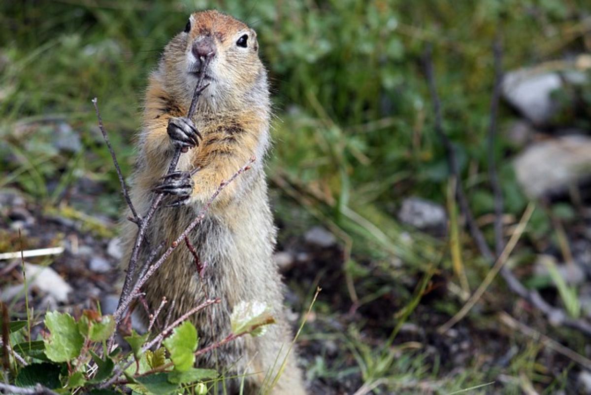 Giorno della Marmotta 2024: il significato della festa che si celebra il 2 febbraio