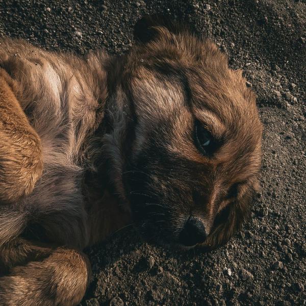 Bergamo, crudeltà verso gli animali: cane legato a un calorifero e lasciato morire di fame: denunciato un 27enne