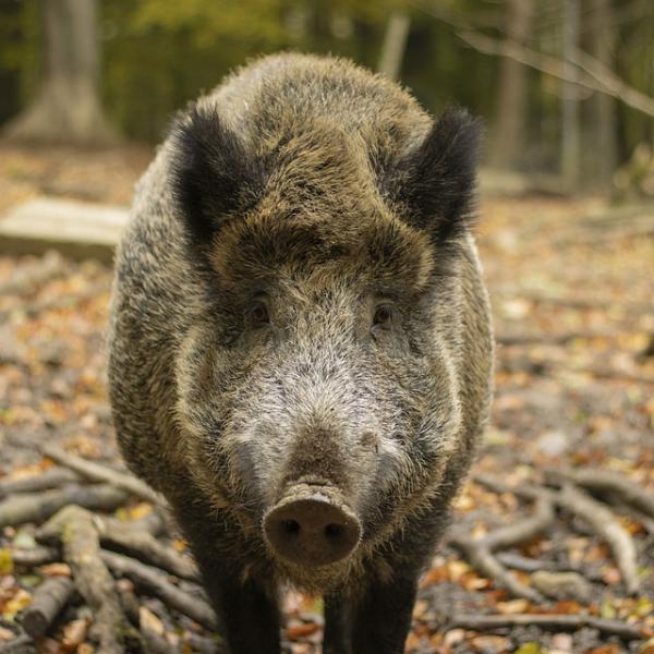 Peste suina sintomi: pericolosa per l’uomo?