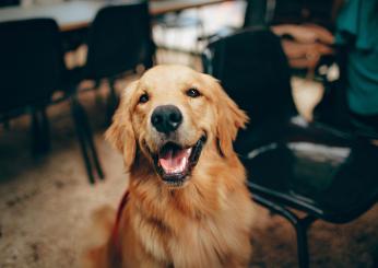 A cosa serve il libretto sanitario del cane? Ecco come ottenerlo