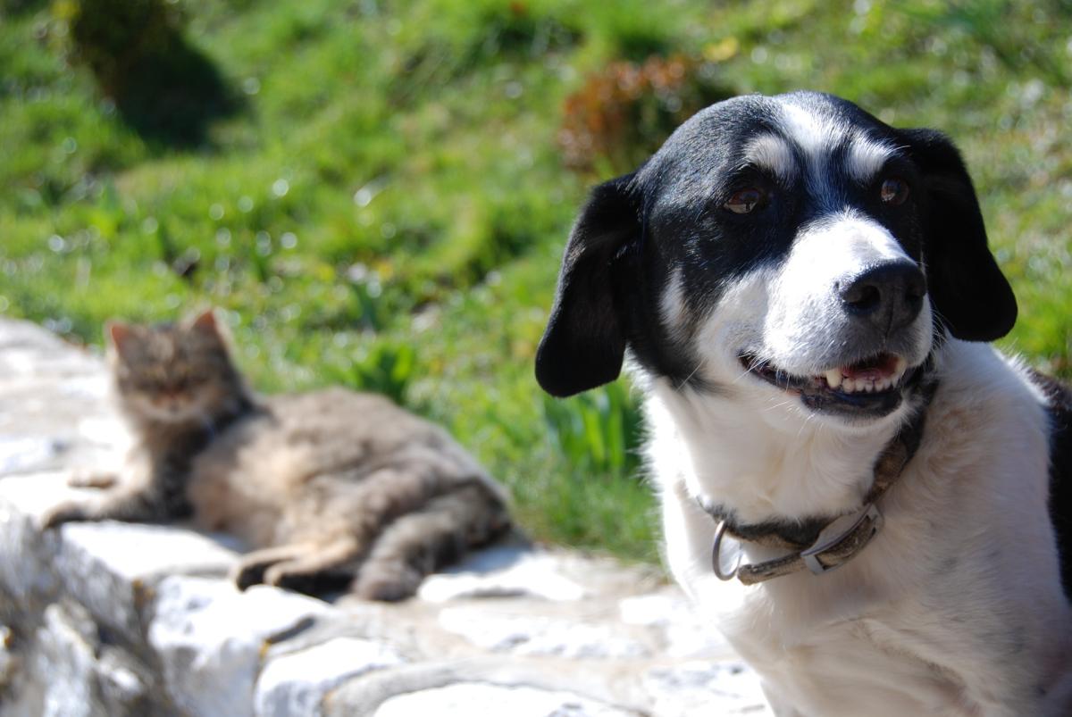 Quanti cani e gatti domestici in Italia? Oltre 14 milioni con il mi…