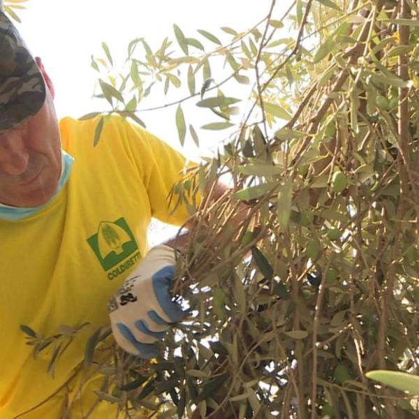 Dove c’è la siccità in Sicilia? Blandini della Protezione Civile di Ragusa: “Mai generalizzare, le criticità dipendono dalla zona”