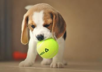 Napoli, cucciolo di beagle abbandonato ad Acerra: l’appello sui social per l’adozione del cane | VIDEO