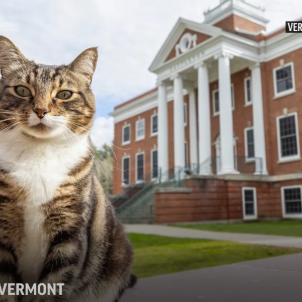 Gatto si laurea in America, Max the cat è dottore in letteratura alla Vermont University: la cerimonia fa impazzire il web | FOTO