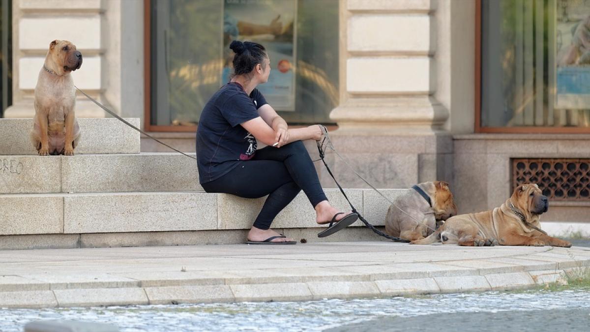 Anche i cani subiscono gli effetti negativi del fumo passivo: i risultati di uno studio condotto a Milano