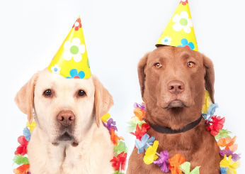 Come si organizza una festa di compleanno per cani? Consigli per un dog party indimenticabile