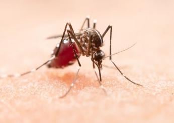 Si muore di Virus West Nile? Cosa fare se si sospetta un’infezione …