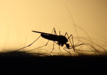 Chi sono le due donne morte colpite dal virus West Nile a Parma?