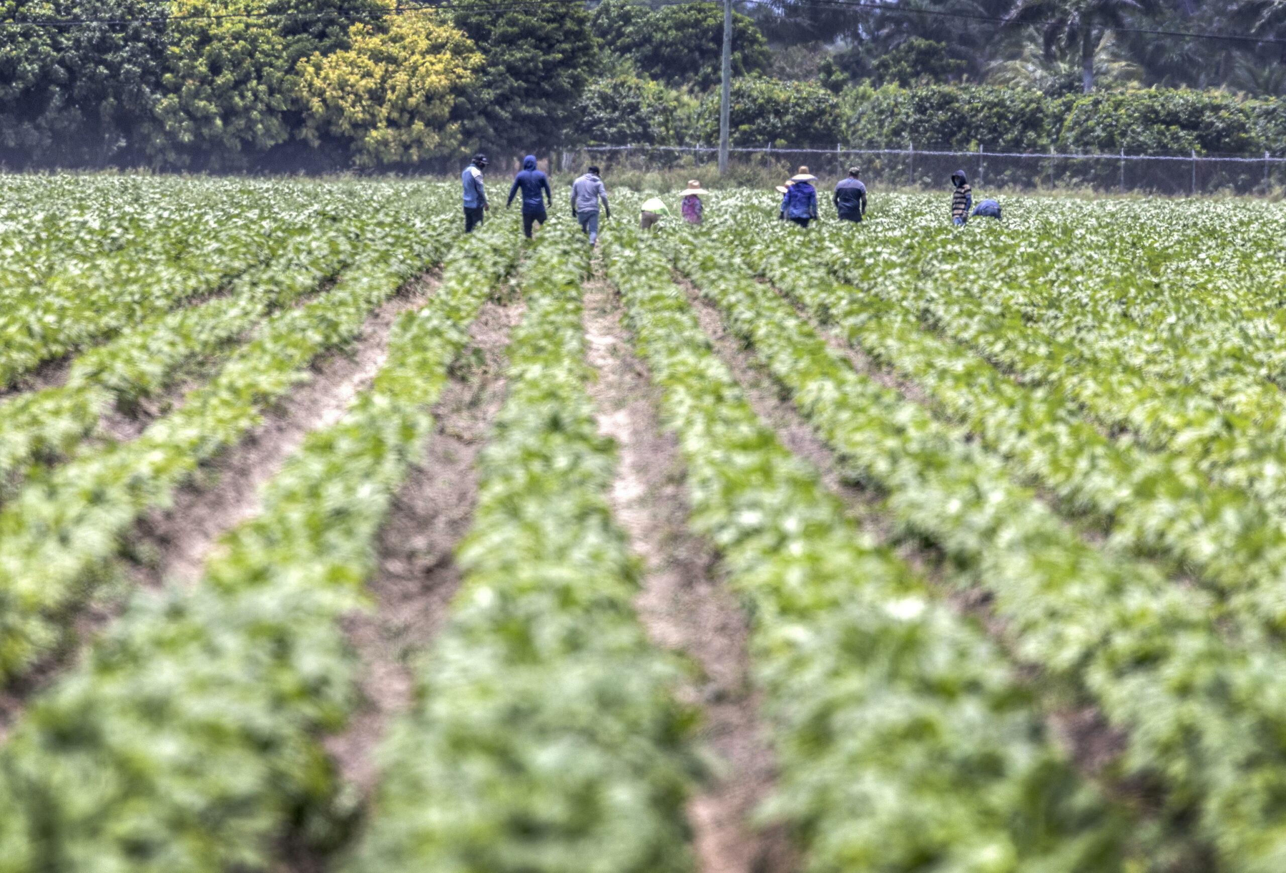 Contributi lavoratori agricoli 2024