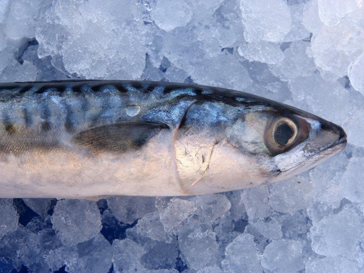 3 ricette con lo sgombro fresco da portare in tavola assolutamente