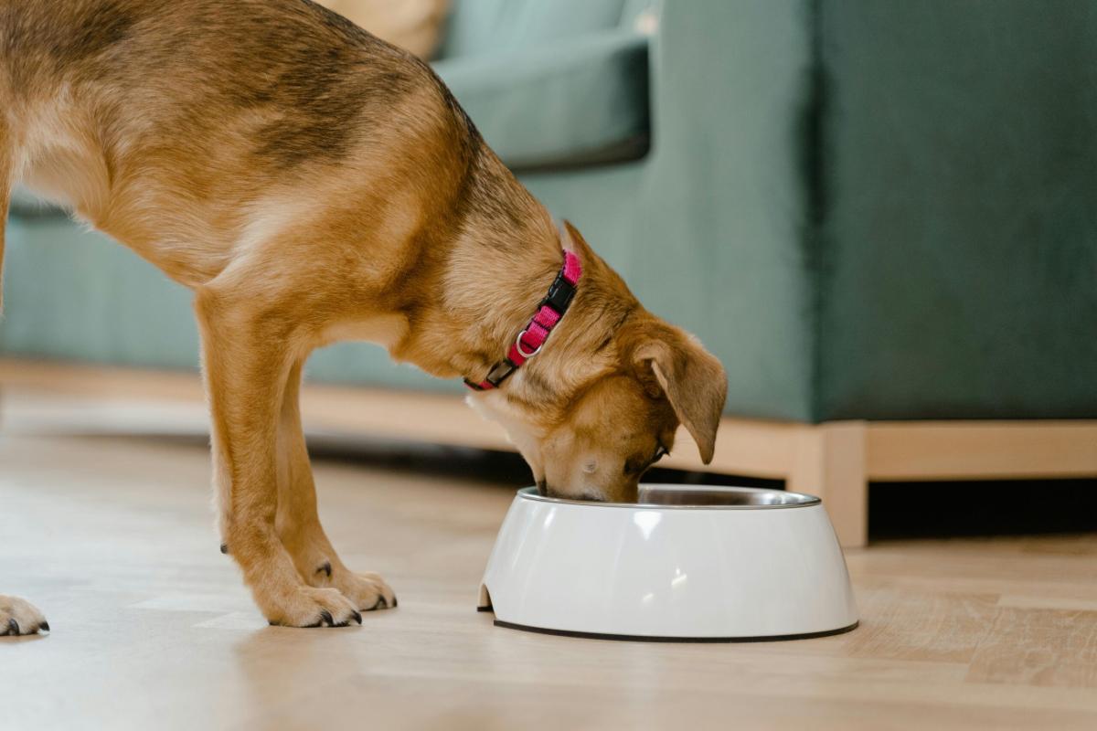 Perché il cane smette di mangiare? Cause e consigli per fargli tornare l’appetito