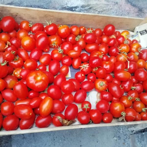 Pomodori: i benefici e perché mangiarli