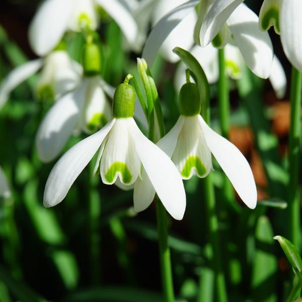 Quali sono i fiori d’inverno? I più resistenti per giardini, aiuole e balconi