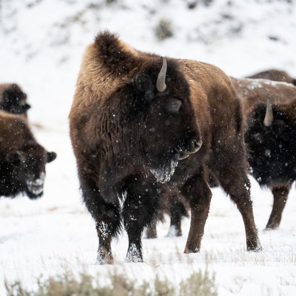 Buon compleanno Yellowstone, il parco USA compie 150 anni (e la serie con Kevin Costner continua)