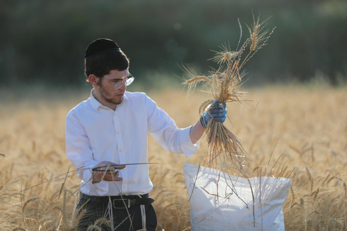 Kibbutz: cosa sono e quanti sono in Israele?