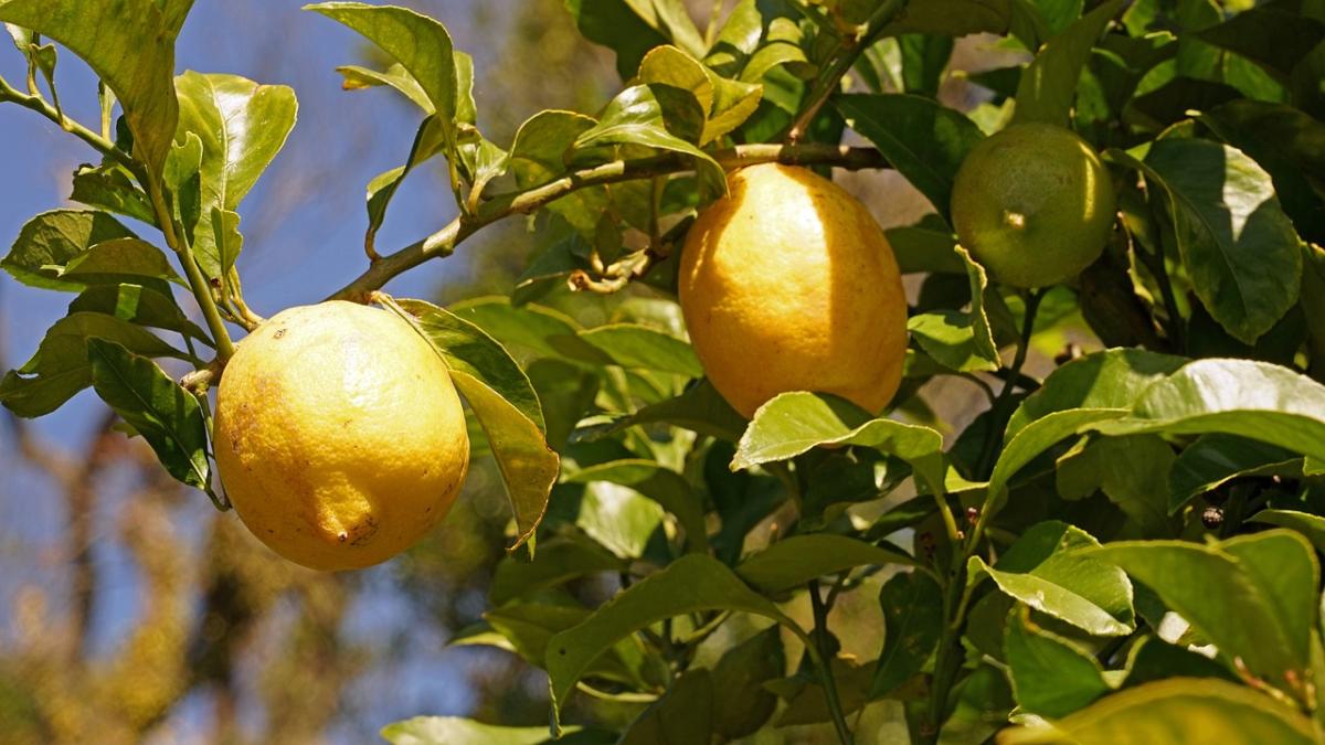 Come coltivare il limone in vaso, tutti i consigli