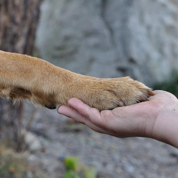 Milano, malato terminale chiede di vedere per l’ultima volta la sua cagnolina: l’emozionante incontro in ospedale | FOTO