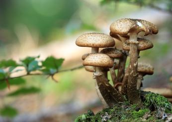 Micoterapia, quali sono le proprietà dei funghi medicinali e che controindicazioni hanno