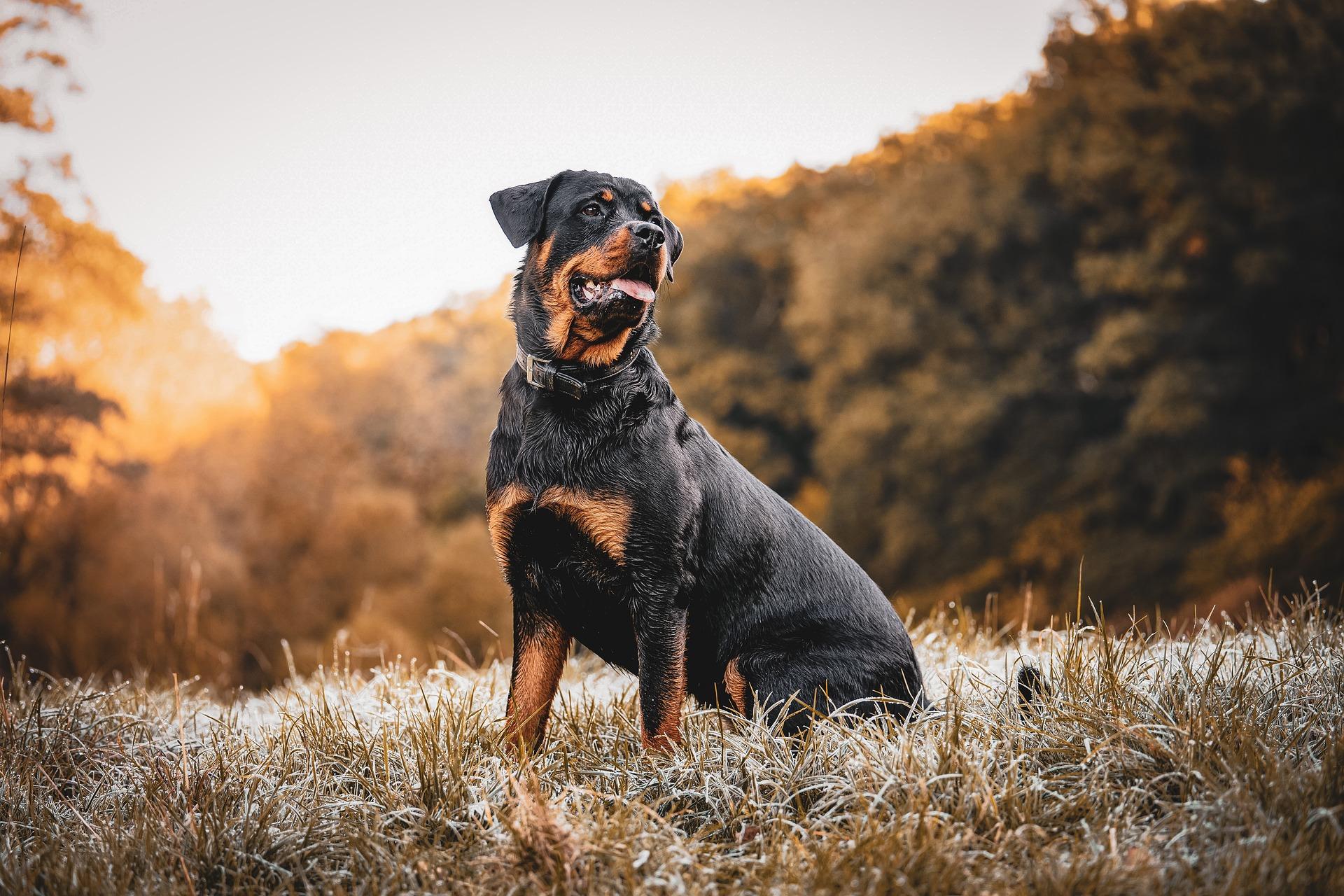 Perché i rottweiler impazziscono? I fattori che possono scatenare l’aggressività