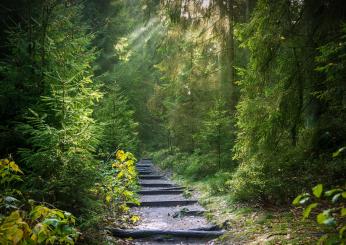 Qual è la foresta più bella in Italia: le altre 5 da conoscere