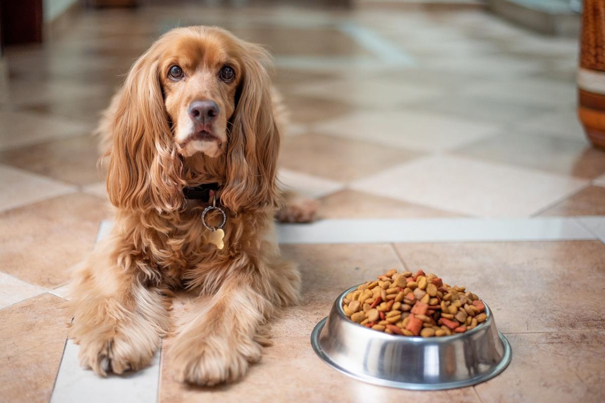 Cosa fa bene al cane da mangiare? Tre ricette veloci per gli amici …