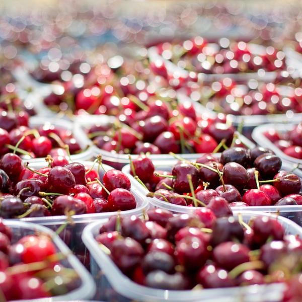 Caldo record, brucia la frutta sugli alberi