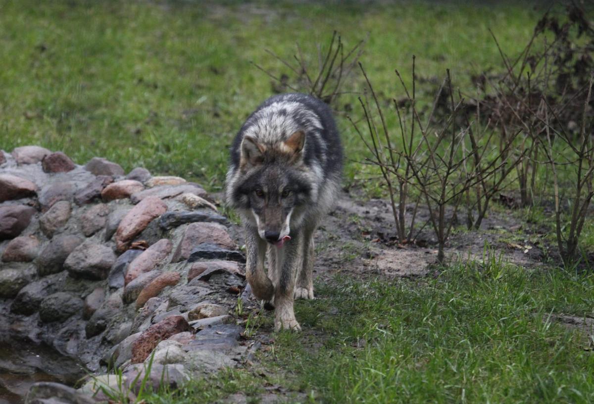 Lupi a Gradara attaccano un’azienda agricola, donna rischia di esse…