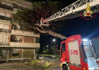 Brindisi, vento molte forte: caduto un albero nella notte, ferita u…