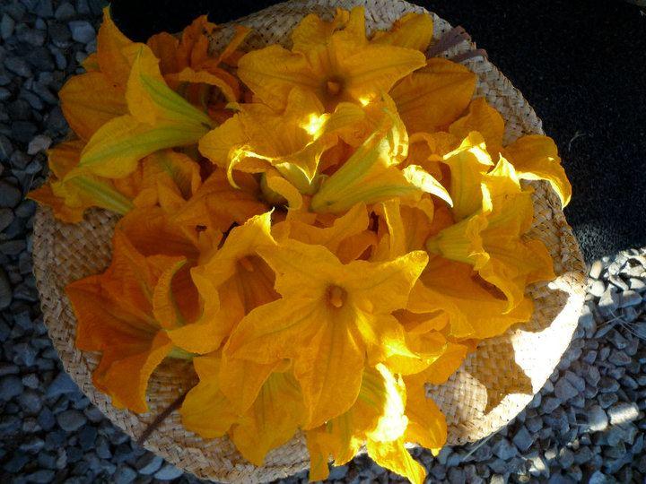 Come cucinare i fiori di zucca