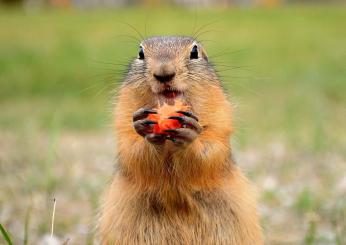 Il giorno della marmotta: che cos’è?