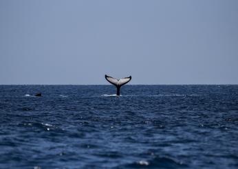 Il WWF scopre balene e capodogli in Sardegna