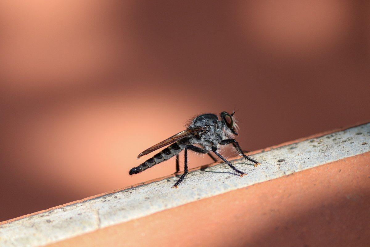 Quali sono i sintomi della febbre Dengue, le cause e le cure adeguate