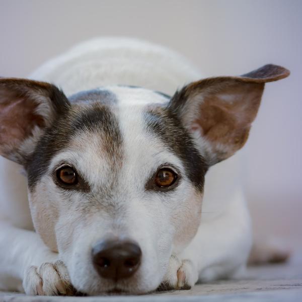 Perché i cani mangiano la cacca? Cause e rischi della coprofagia e come prevenirla