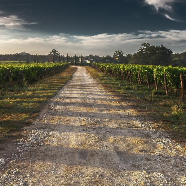 Esenzione Imu terreni agricoli 2023: chi non deve pagare