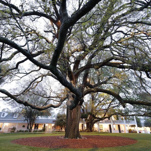 La quercia delle streghe abbattuta per errore