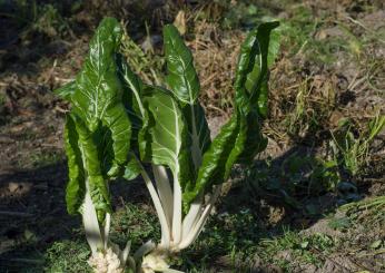 Mangiare sano e buono: come cucinare le bietole