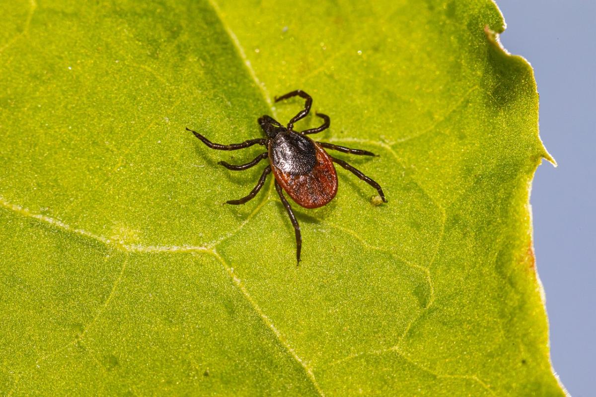 Benevento, malattia di Lyme diagnosticata a una bimba di 4 anni: 20…