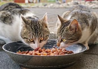 Quanto cibo umido deve mangiare un gatto? I consigli per una corretta alimentazione